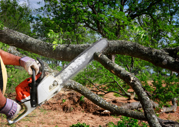 How Our Tree Care Process Works  in  Leetonia, OH